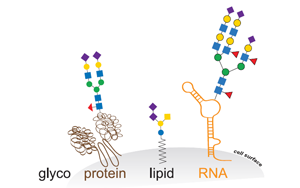Cell新研究直面挑戰:揭開GlycoRNA的面紗——它們確實存在 Cell新研究直面挑戰:揭開GlycoRNA的面紗——它們確實存在