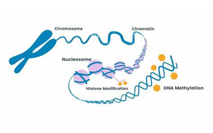 PNAS:細胞在重編程過程中難以完全改變身份的原因 PNAS:細胞在重編程過程中難以完全改變身份的原因