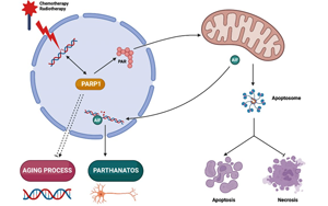 PNAS:有缺陷的DNA修復機制與亨廷頓氏病 PNAS:有缺陷的DNA修復機制與亨廷頓氏病
