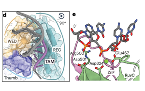 真核CRISPR-Cas同源物Fanzor2的結(jié)構(gòu)顯示了基因編輯的前景 真核CRISPR-Cas同源物Fanzor2的結(jié)構(gòu)顯示了基因編輯的前景