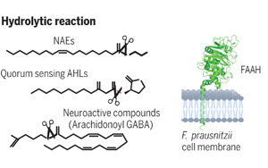 Science:有益的腸道微生物具有驚人的代謝能力! Science:有益的腸道微生物具有驚人的代謝能力!