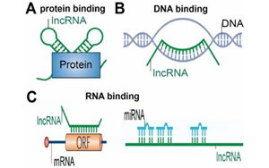 NEJM:首次發現lncRNA基因缺失引起神經發育疾病 NEJM:首次發現lncRNA基因缺失引起神經發育疾病