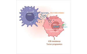 Cancer Cell發現了一些癌癥對免疫治療沒有反應的關鍵原因:代謝機制阻礙免疫反應 Cancer Cell發現了一些癌癥對免疫治療沒有反應的關鍵原因:代謝機制阻礙免疫反應