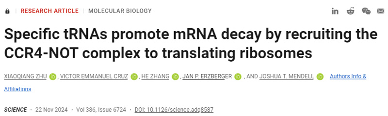 特異性tRNA通過募集CCR4-NOT復合物翻譯核糖體來促進mRNA衰變