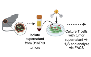 Science Advances:高爾基體越多,T細胞就越健壯,就越能抗癌! Science Advances:高爾基體越多,T細胞就越健壯,就越能抗癌!