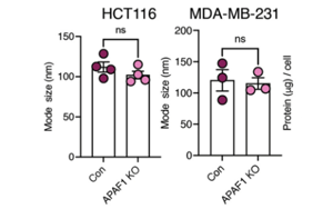 Nature Cancer:腫瘤細胞分泌的EV-DNA作為一種“危險”信號,促進抗轉移性免疫反應 Nature Cancer:腫瘤細胞分泌的EV-DNA作為一種“危險”信號,促進抗轉移性免疫反應