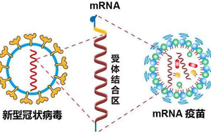 mRNA疫苗技術(shù)解析-關(guān)鍵性原料為開(kāi)發(fā)保駕護(hù)航 mRNA疫苗技術(shù)解析-關(guān)鍵性原料為開(kāi)發(fā)保駕護(hù)航