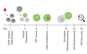 Nature Biotechnology:彩色細胞核顯示出細胞的關鍵基因 Nature Biotechnology:彩色細胞核顯示出細胞的關鍵基因
