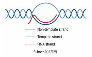 Science:真的沒想到,RNA:DNA這種特殊“三明治”結構與情緒體驗密切相關 Science:真的沒想到,RNA:DNA這種特殊“三明治”結構與情緒體驗密切相關
