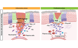《Cell Stem Cell》單細胞解析傷口愈合的分子動力學 《Cell Stem Cell》單細胞解析傷口愈合的分子動力學