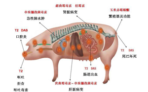 Seebio霉菌毒素生物脫毒一站式解決方案 Seebio霉菌毒素生物脫毒一站式解決方案