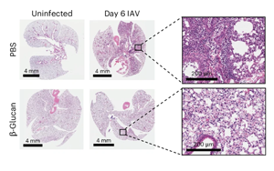 Nature Immunology:重新平衡免疫系統(tǒng) Nature Immunology:重新平衡免疫系統(tǒng)