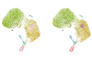 科學家發(fā)現了一種新的癌癥免疫治療靶點:功能失調的B細胞 科學家發(fā)現了一種新的癌癥免疫治療靶點:功能失調的B細胞