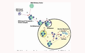 PNAS:細胞間mRNA轉移改變人類多能干細胞狀態(tài) PNAS:細胞間mRNA轉移改變人類多能干細胞狀態(tài)