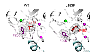 抗真菌蛋白DECTIN-1可用于自身免疫疾病和癌癥治療 抗真菌蛋白DECTIN-1可用于自身免疫疾病和癌癥治療