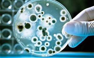 檢測細胞培養物中微生物污染的新方法 檢測細胞培養物中微生物污染的新方法