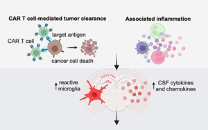 《Cell》困擾科學家的未解之謎:為什么免疫系統導致大腦認知障礙? 《Cell》困擾科學家的未解之謎:為什么免疫系統導致大腦認知障礙?