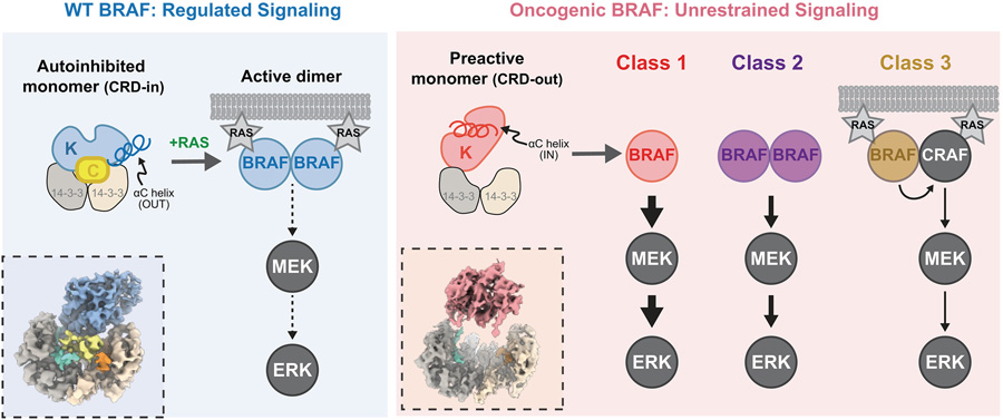 通過冷凍電鏡(Cryo-EM)對致癌性BRAF變體(紅色陰影標注)與野生型BRAF(藍色陰影標注)進行結構分析,揭示了其活性失控的分子機制 通過冷凍電鏡(Cryo-EM)對致癌性BRAF變體(紅色陰影標注)與野生型BRAF(藍色陰影標注)進行結構分析,揭示了其活性失控的分子機制