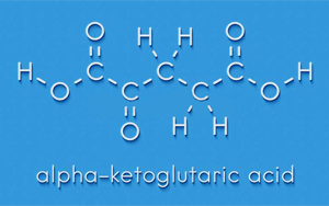 α-酮戊二酸(α-Ketoglutaric acid) α-酮戊二酸(α-Ketoglutaric acid)
