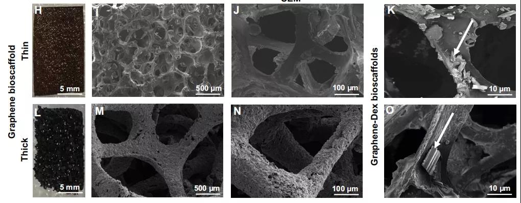 石墨烯 YYDS!Science Advances:石墨烯生物支架用于抑制器官移植的炎癥反應,提高移植細胞的生存率 石墨烯 YYDS!Science Advances:石墨烯生物支架用于抑制器官移植的炎癥反應,提高移植細胞的生存率