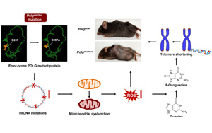 Nature子刊和Aging Cell兩篇論文:線粒體功能障礙是如何導致早衰和疾病的 Nature子刊和Aging Cell兩篇論文:線粒體功能障礙是如何導致早衰和疾病的