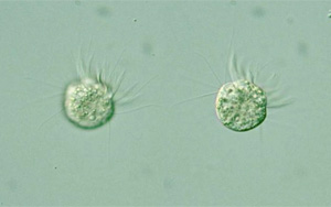 《PNAS》首次發現,一種專吃病毒為生的微生物 《PNAS》首次發現,一種專吃病毒為生的微生物