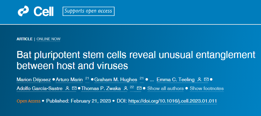 研究人員從蝙蝠身上培育出了第一個誘導多能干細胞(iPSCs) 研究人員從蝙蝠身上培育出了第一個誘導多能干細胞(iPSCs)