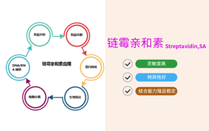 【產(chǎn)品】鏈霉親和素(Streptavidin,SA) 【產(chǎn)品】鏈霉親和素(Streptavidin,SA)