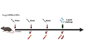 Science子刊:世界首個能抵御致死性細菌感染的mRNA疫苗問世 Science子刊:世界首個能抵御致死性細菌感染的mRNA疫苗問世