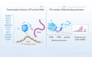 “瑞士軍刀”轉錄因子不僅能結合DNA和蛋白質，還能結合RNA
