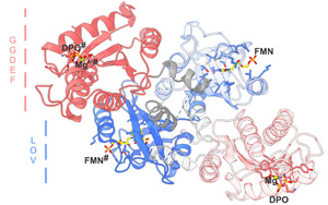 Science子刊:酶的開關 Science子刊:酶的開關