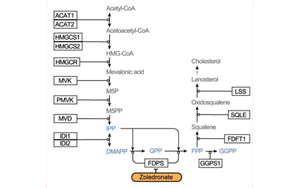 Nature:利用CRISPR,終于弄清楚了一種獨特的免疫細胞是如何識別并摧毀腫瘤的 Nature:利用CRISPR,終于弄清楚了一種獨特的免疫細胞是如何識別并摧毀腫瘤的