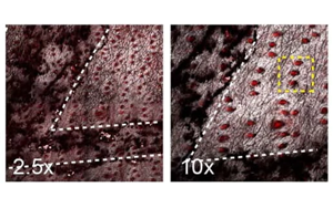 Nature新研究解釋了為什么癌基因突變的細胞可以在正常的人體組織中存在 Nature新研究解釋了為什么癌基因突變的細胞可以在正常的人體組織中存在