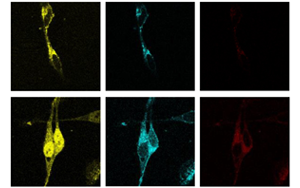 PNAS：脂肪酸調(diào)節(jié)脂質(zhì)生物合成的新途徑