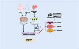 Cell Stem Cell：SARS-CoV-2可以感染多巴胺神經元，導致衰老