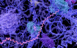 長(zhǎng)壽RNA？Science首次發(fā)現(xiàn)了長(zhǎng)壽RNA在細(xì)胞壽命中的突出作用