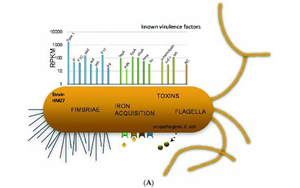 PNAS:大腸桿菌如何造成尿路感染 PNAS:大腸桿菌如何造成尿路感染