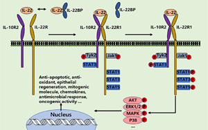 PNAS:影響腸道微生物群健康和對細菌感染反應的蛋白質 PNAS:影響腸道微生物群健康和對細菌感染反應的蛋白質