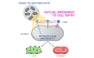 《Current Biology》廣為人知的噬菌體感染又有新發現 《Current Biology》廣為人知的噬菌體感染又有新發現