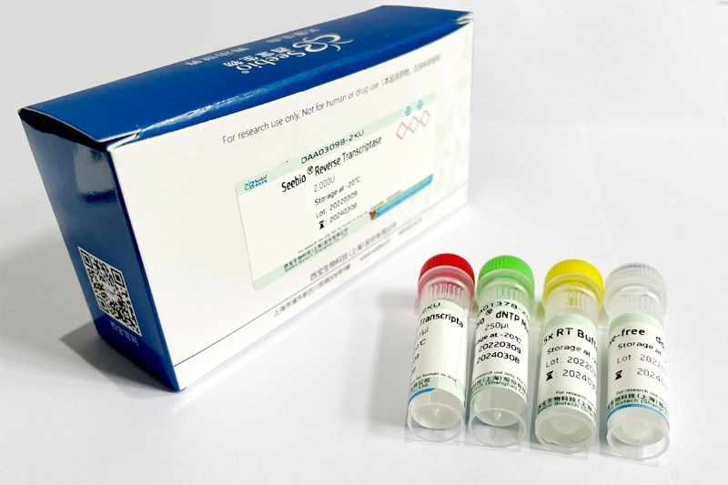 Seebio? Reverse Transcriptase（含 dNTP）